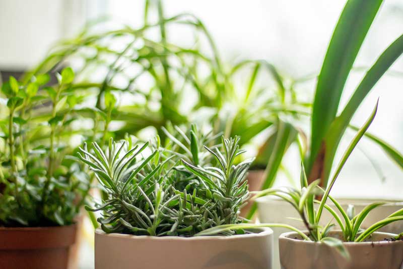 5 Easy-To-Grow Herbs To Spice Up Your Garden
