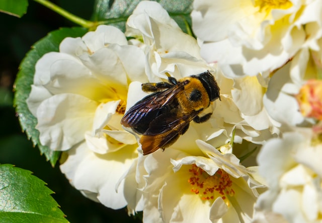 What are pollinators and why do we need them?