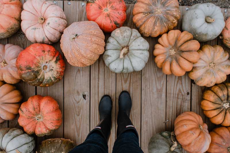 What to do with your pumpkins this Halloween?