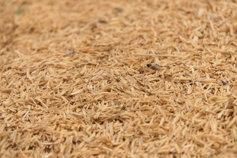 How Recycled Rice Husk Can Help the Planet